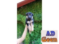 used German shepherd puppies Available for sale for sale 